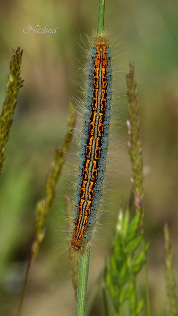 Malacosoma castrensis - kutyatejszövő