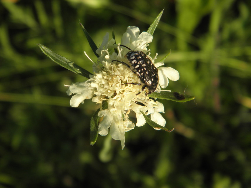 Oxythyrea funesta - sokpettyes virágbogár