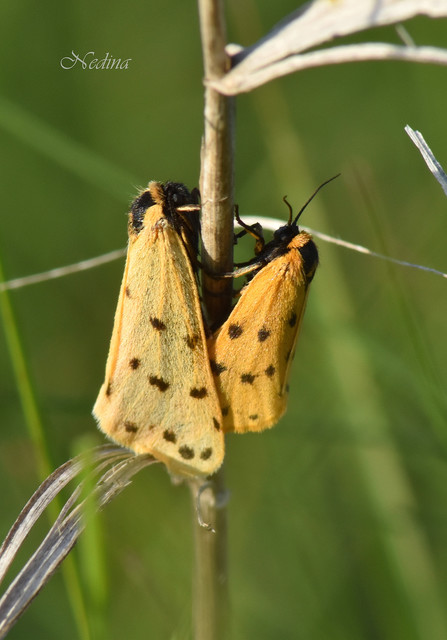 Setina roscida - sárga molyszövő