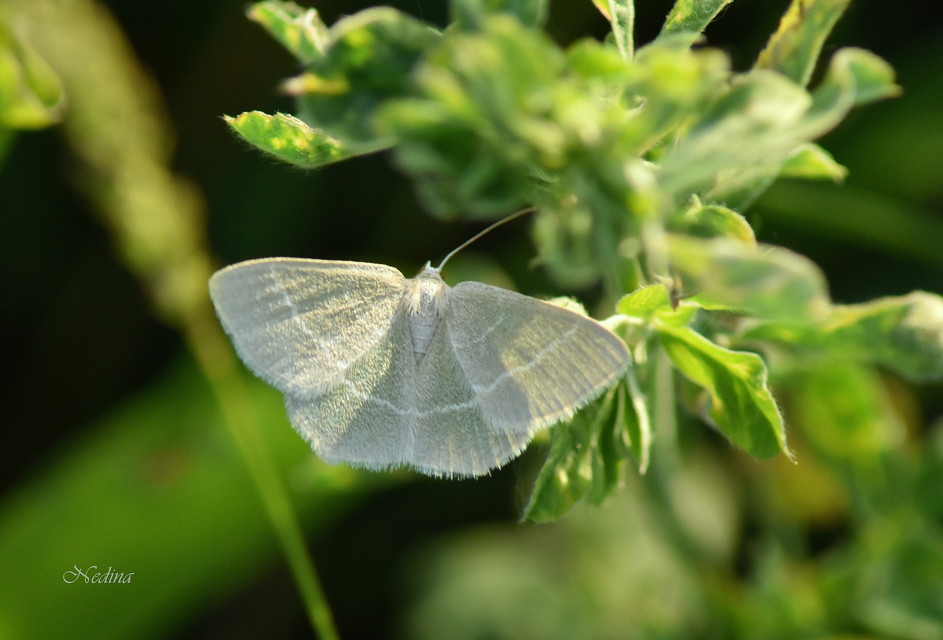 Chlorissa cloraria - sárgászöld araszoló
