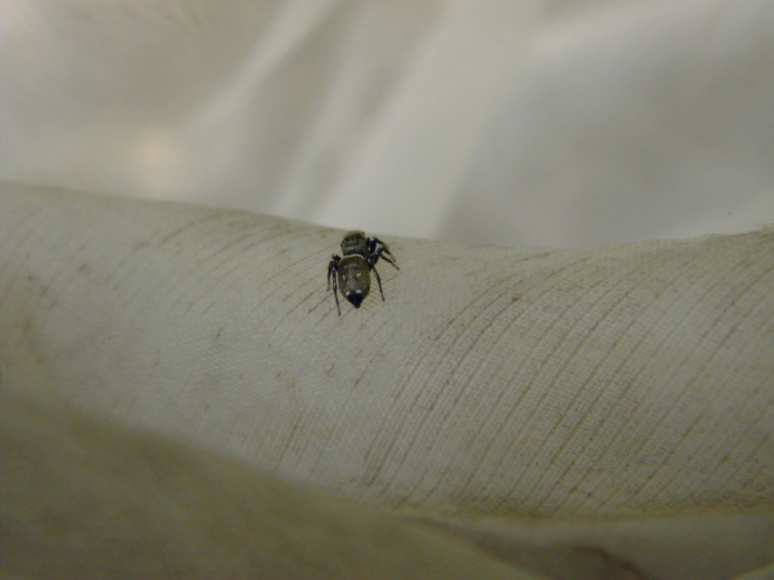Heliophanus