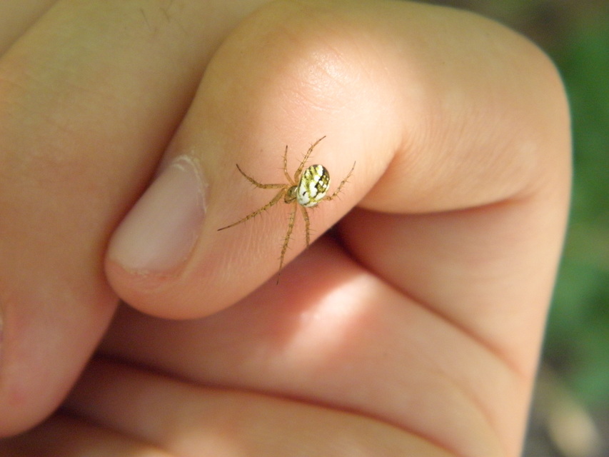 Mangora acalypha - réti keresztespók