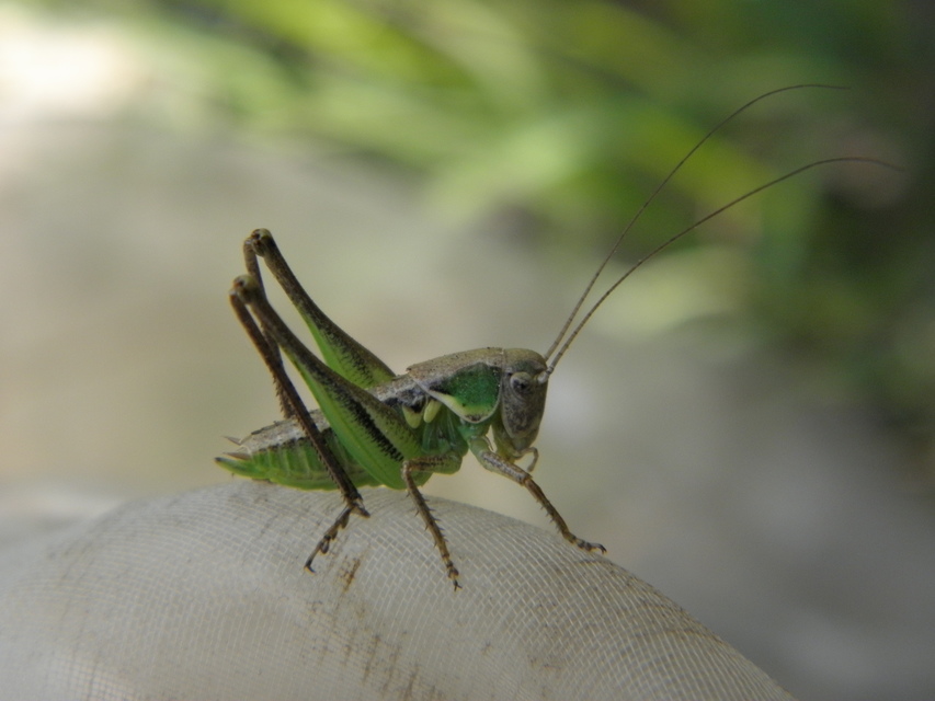 Platycleis
