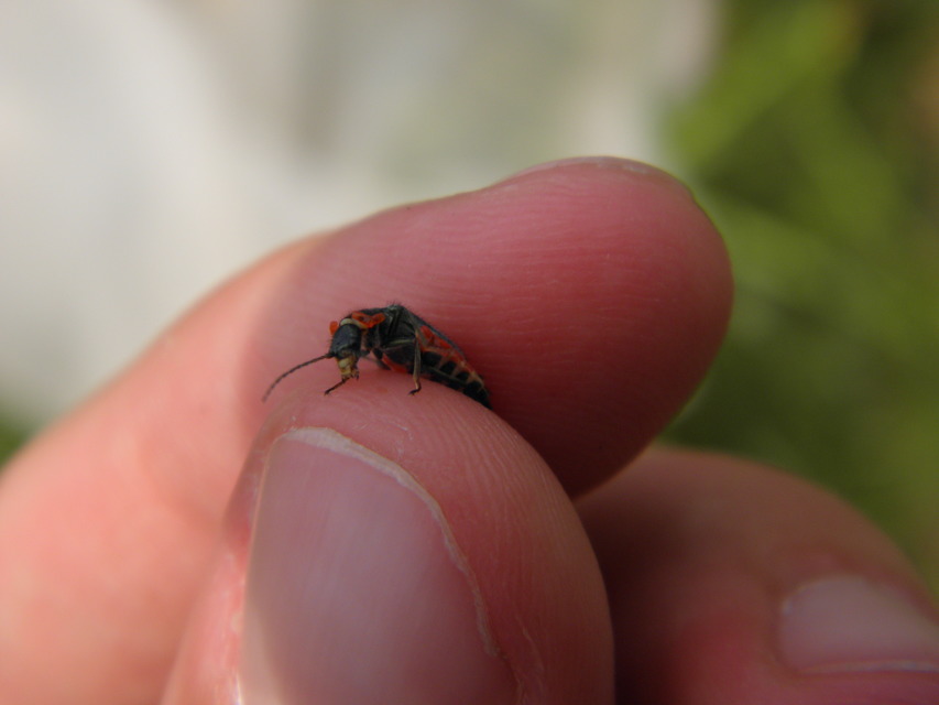 Clanoptilus