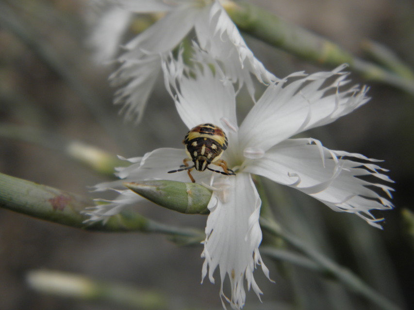 Carpocoris Carpocoris