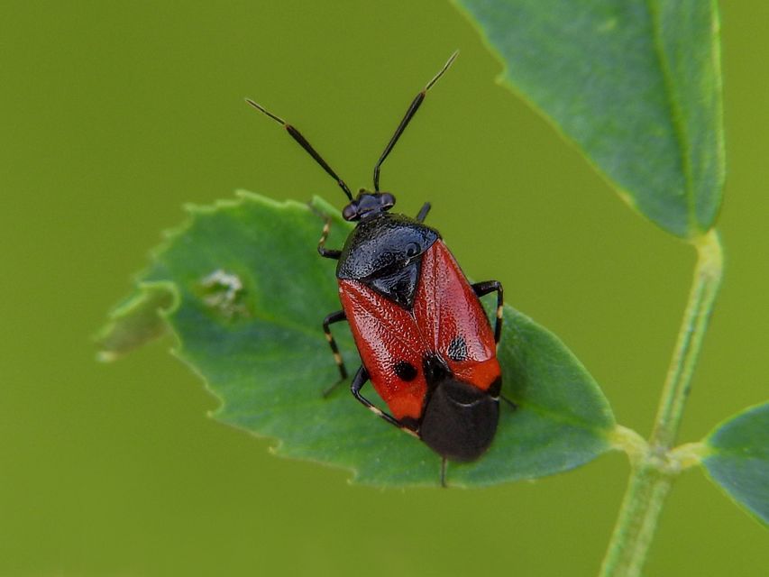 Deraeocoris rutilus - cinóber mezeipoloska