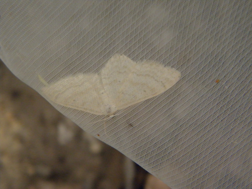 Idaea straminata - szalmasárga sávosaraszoló