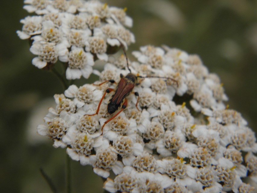 Stenopterus rufus - tarkacsápú keskenyfedőscincér