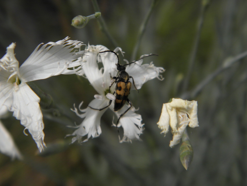Pachytodes erraticus - rajzos virágcincér