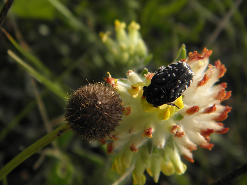 Oxythyrea funesta - sokpettyes virágbogár