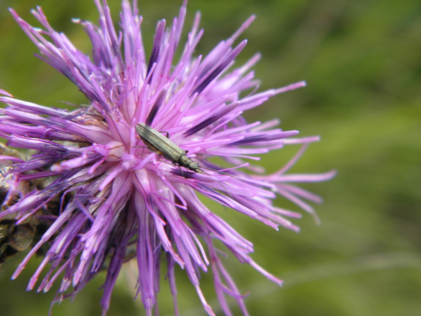 Oedemera