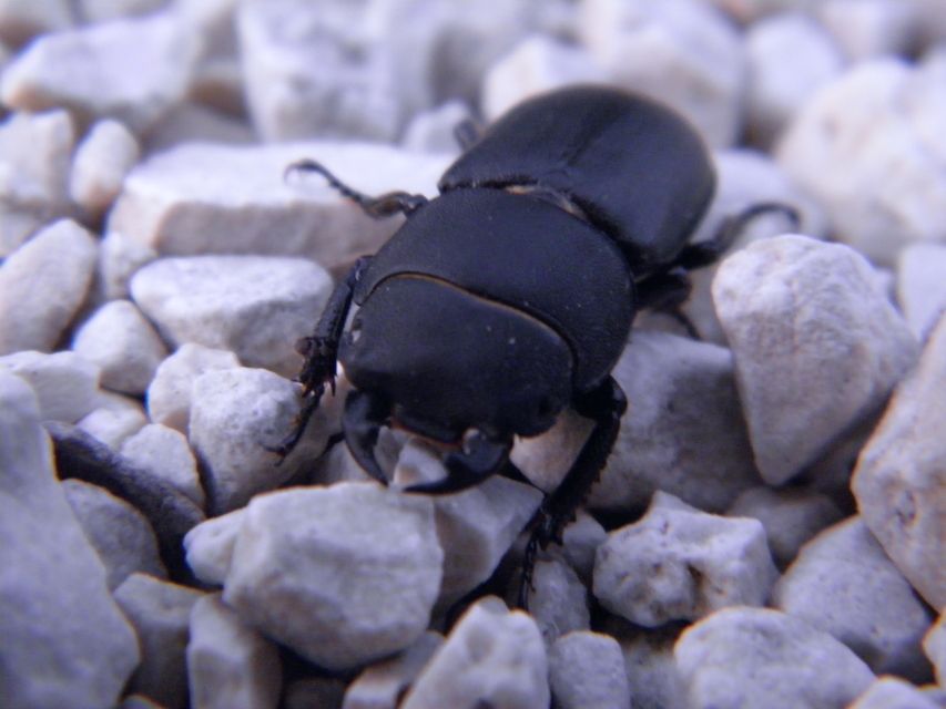 Dorcus parallelipipedus - kis szarvasbogár