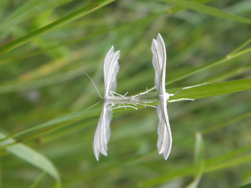Pterophorus pentadactyla - fehér tollasmoly