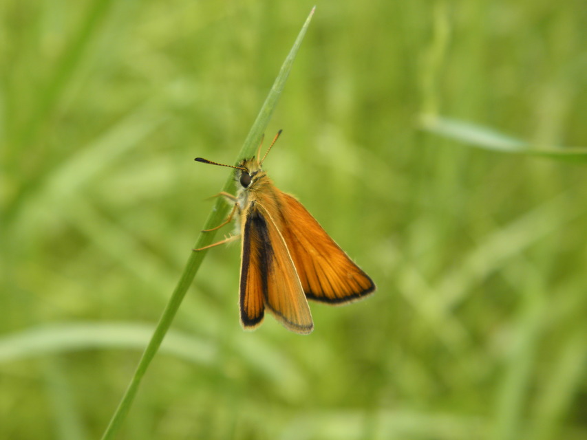 Thymelicus lineola - vonalas busalepke