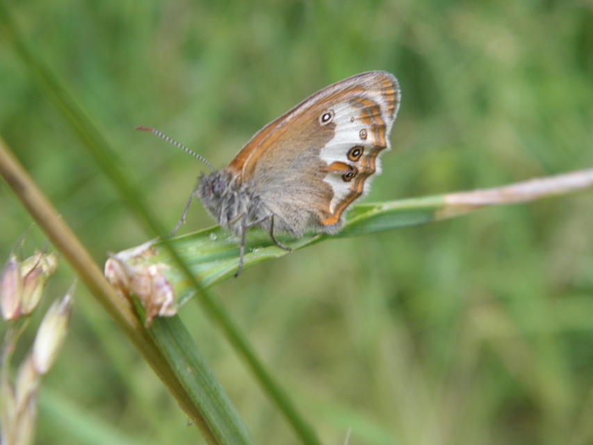Coenonympha arcania - fehéröves szénalepke