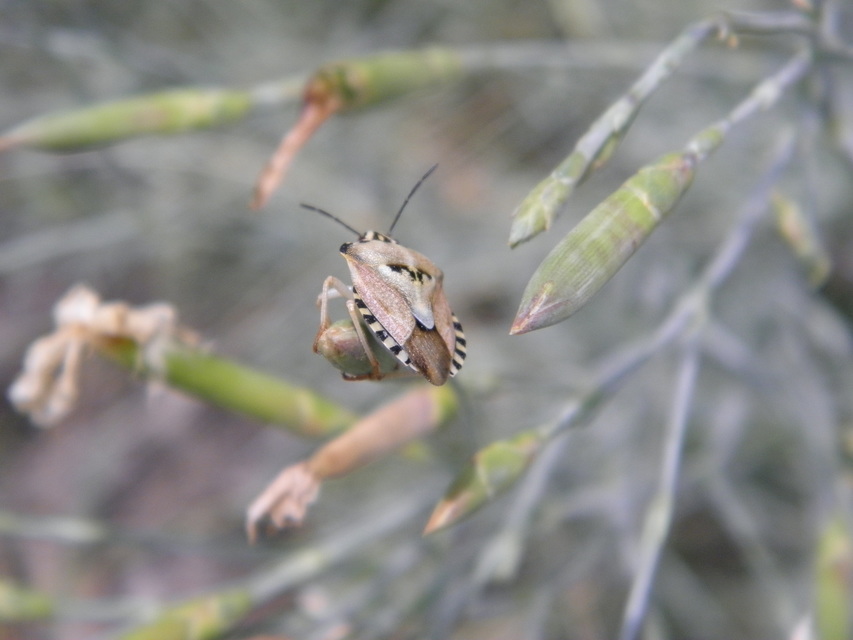 Carpocoris Carpocoris