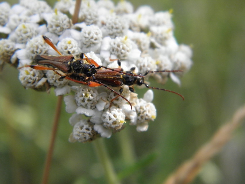 Stenopterus rufus - tarkacsápú keskenyfedőscincér