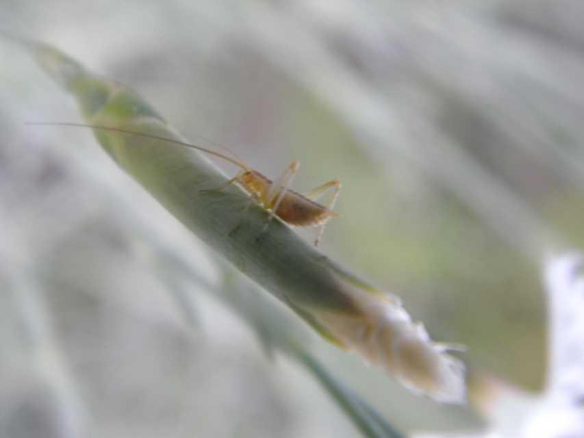 Oecanthus pellucens - pirregőtücsök