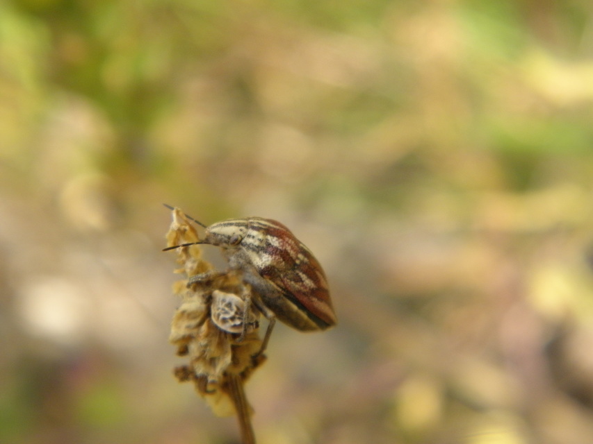 Odontotarsus Odontotarsus