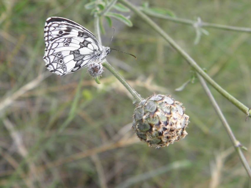 Melanargia galathea - sakktáblalepke