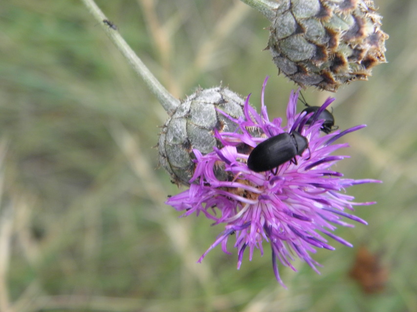 Podonta nigrita - szerecsenbogár