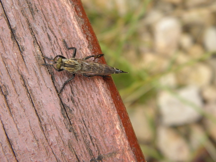 Asilidae - rablólégyfélék