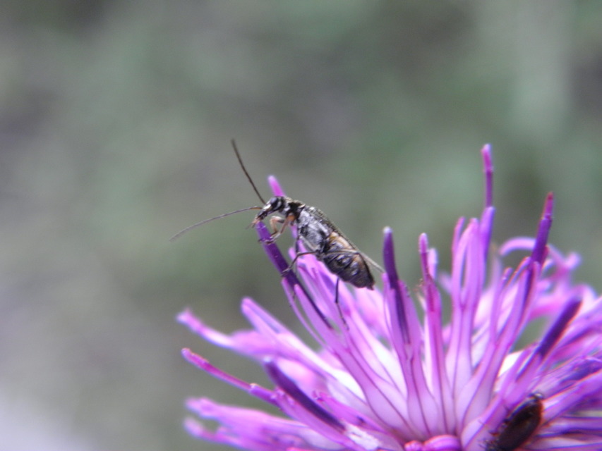 Oedemera flavipes - sárgalábú álcincér Oedemera flavipes - sárgalábú álcincér