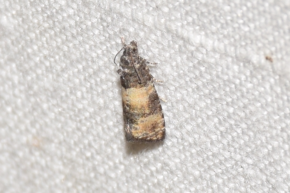 Piniphila bifasciana - tobozrágó tükrösmoly