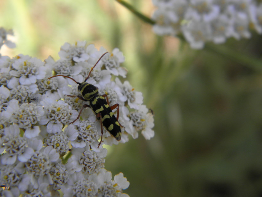 Echinocerus floralis - lucerna-darázscincér
