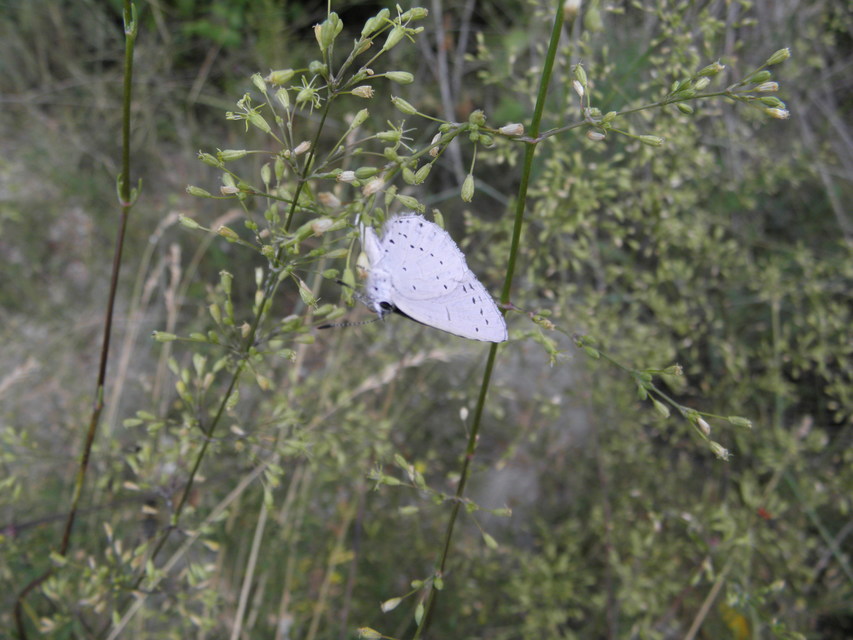 Celastrina argiolus - bengeboglárka