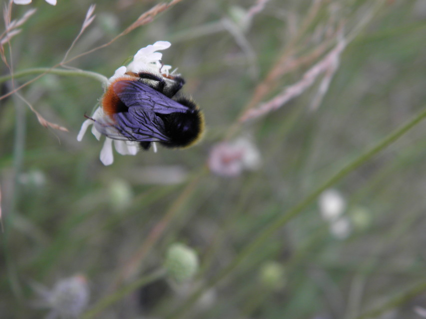 Bombus lapidarius - kövi poszméh