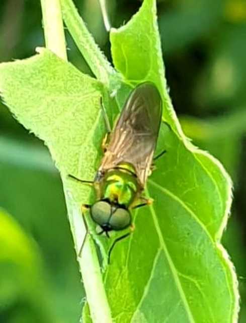 Chloromyia