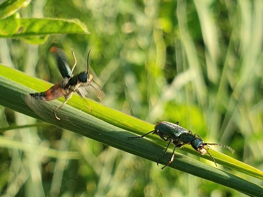 Malachius bipustulatus - kétfoltos bibircsesbogár