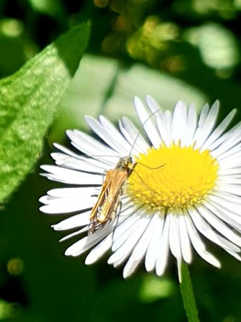 Oedemera femorata - sárgahátú álcincér