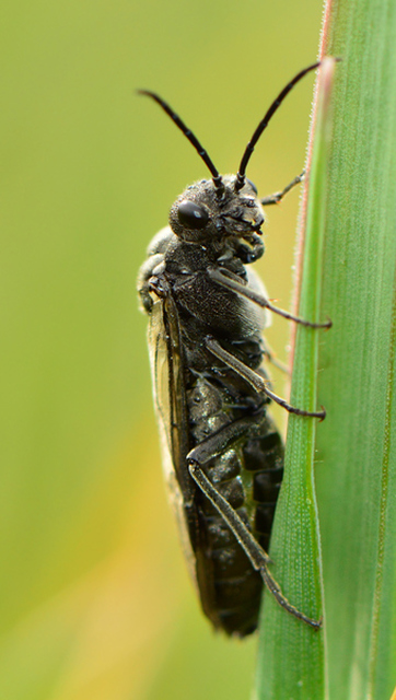 Dolerus