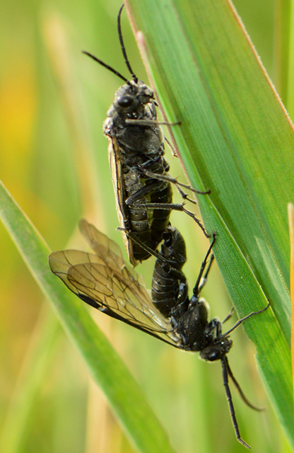 Dolerus
