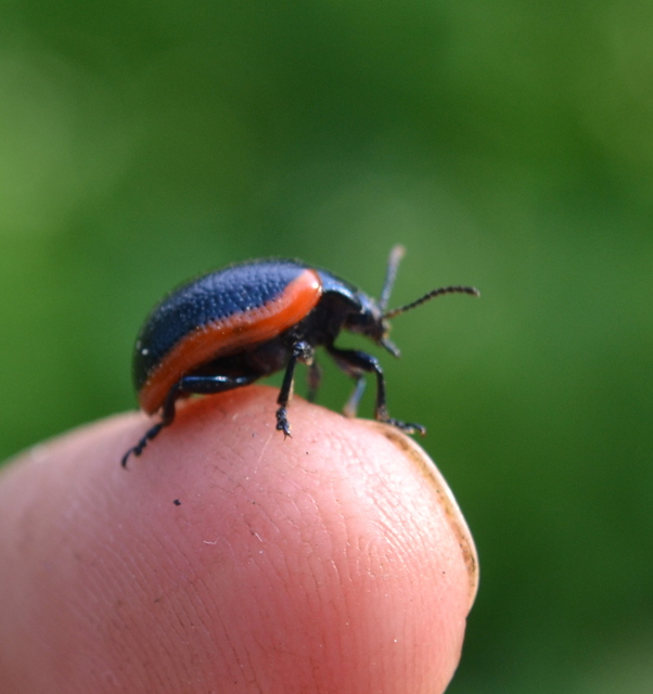 Chrysolina rossia - trapézhátú szegélyeslevelész