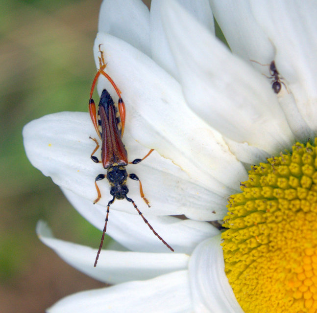 Stenopterus rufus - tarkacsápú keskenyfedőscincér