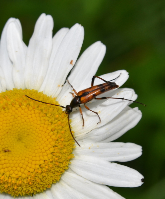 Stenurella septempunctata - hétpettyes karcsúcincér