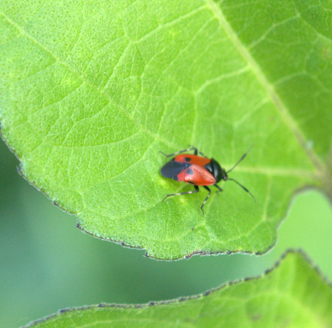 Deraeocoris rutilus - cinóber mezeipoloska