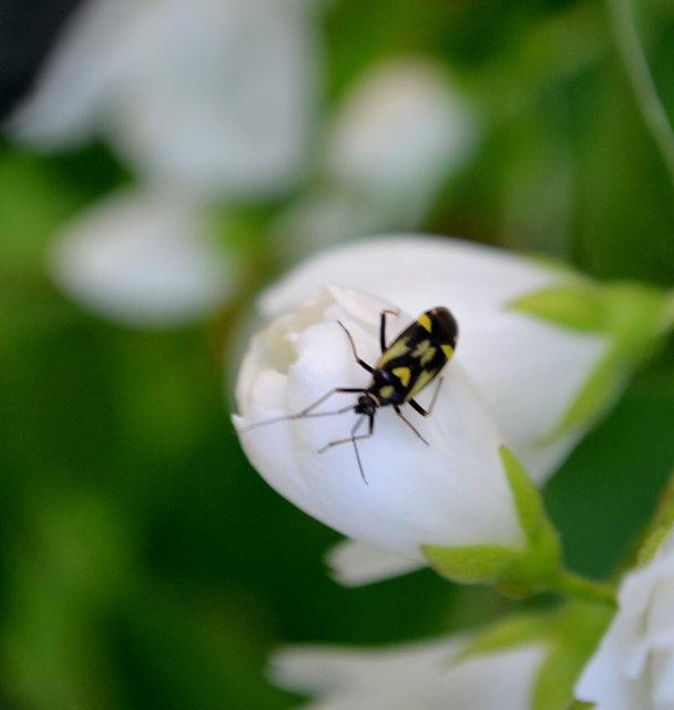 Grypocoris sexguttatus - hatpettyes díszpoloska Grypocoris sexguttatus - hatpettyes díszpoloska