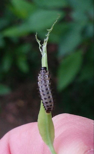 Chrysomela vigintipunctata - húszfoltos fűzlevelész Chrysomela vigintipunctata - húszfoltos fűzlevelész