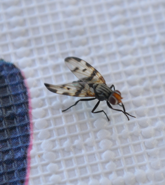 Otites formosa