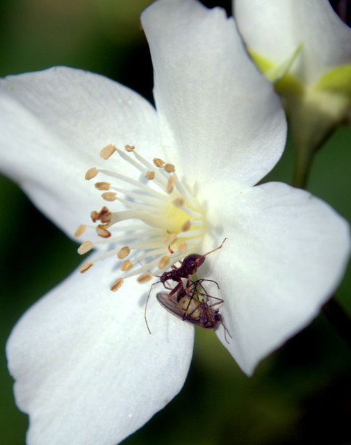 Himacerus
