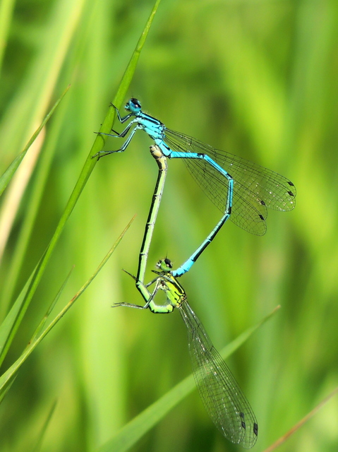 Coenagrion puella - azúrkék légivadász