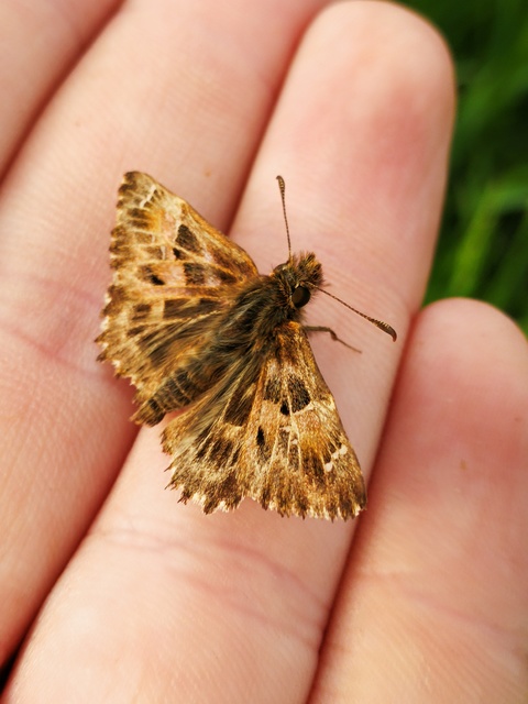 Carcharodus alceae - mályva-busalepke
