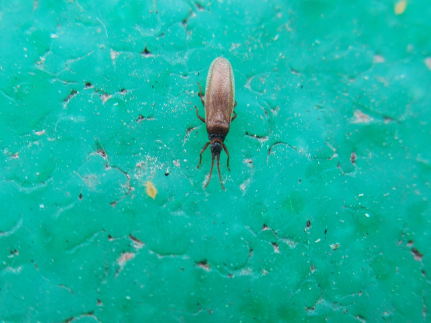 Agramma atricapillum