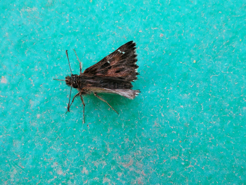 Carcharodus alceae - mályva-busalepke