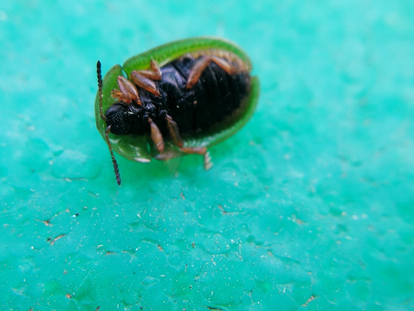 Cassida Cassida