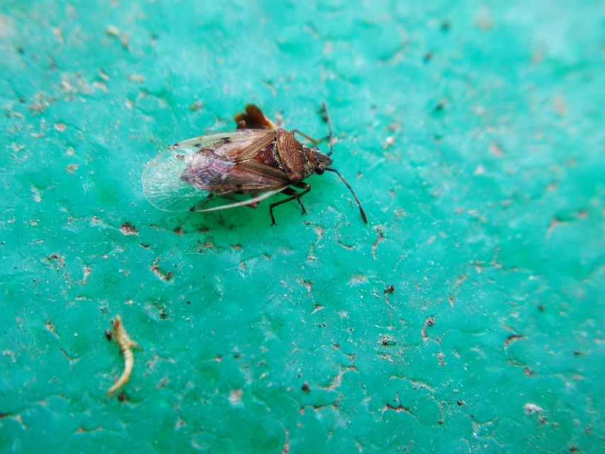 Kleidocerys resedae - nyírbodobács